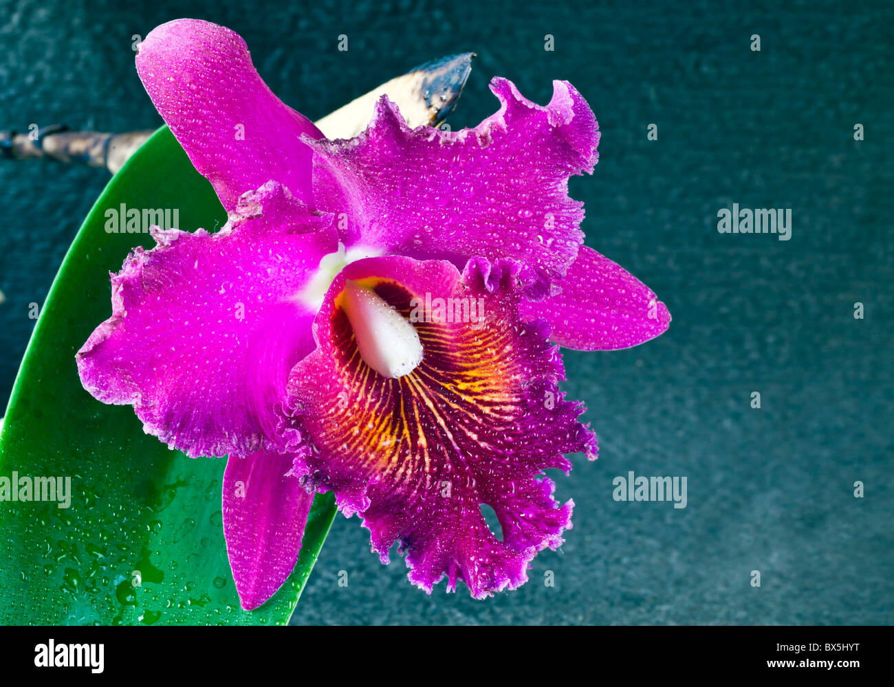 Beautiful Hawaii Cattleya orchid in studio setting Stock Photo