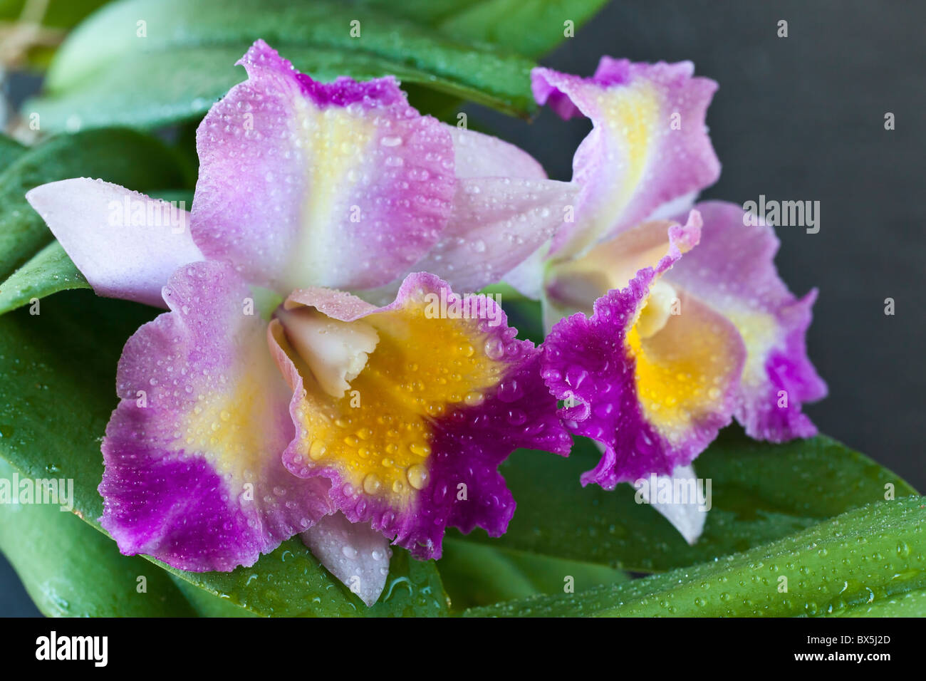 Beautiful Hawaii Cattleya orchid in studio setting Stock Photo