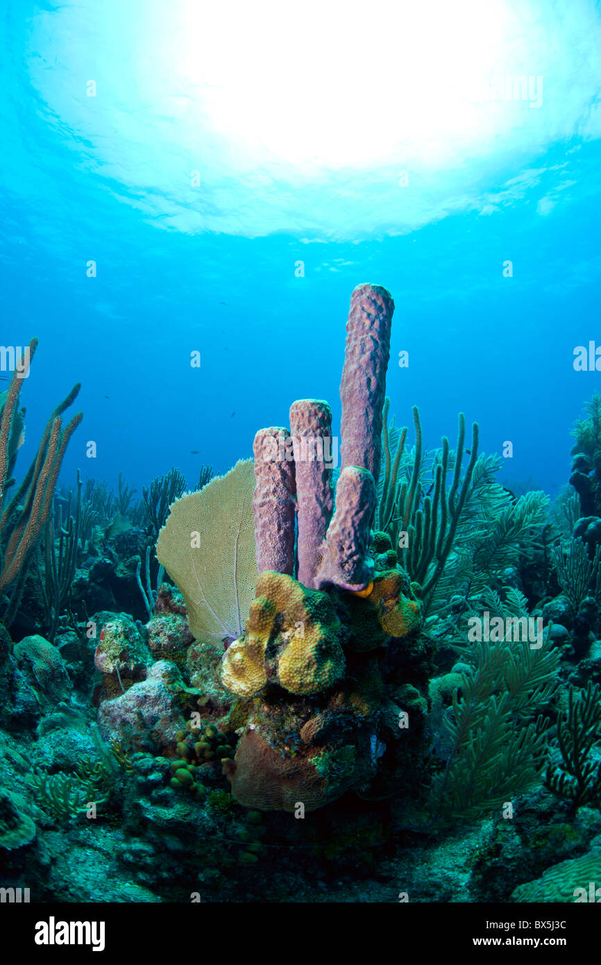 purple branching vase sponge on coral reef off the coast of Roatan