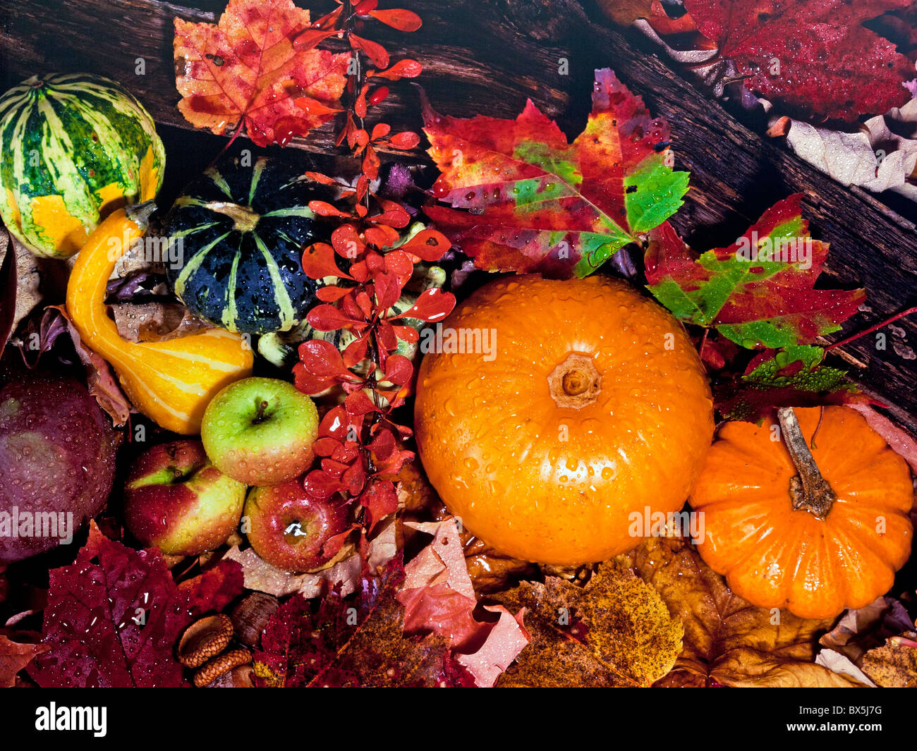 American still life of autumn with pumpkins Stock Photo - Alamy