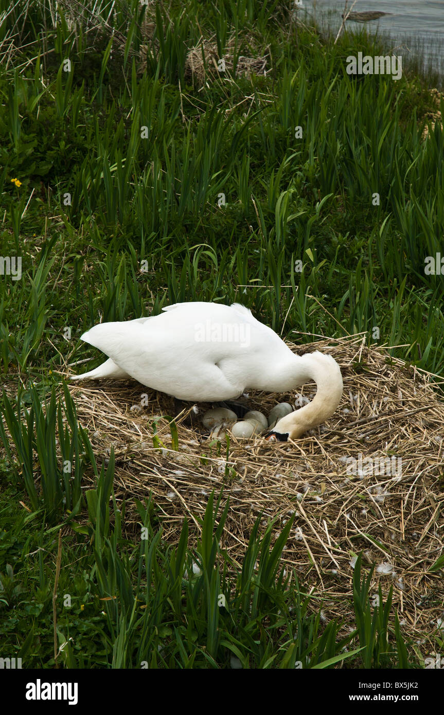 dh  SWAN UK Female swan arranging eggs on loch side nest bird sat scotland birds swans cygnus olor cygnets Stock Photo