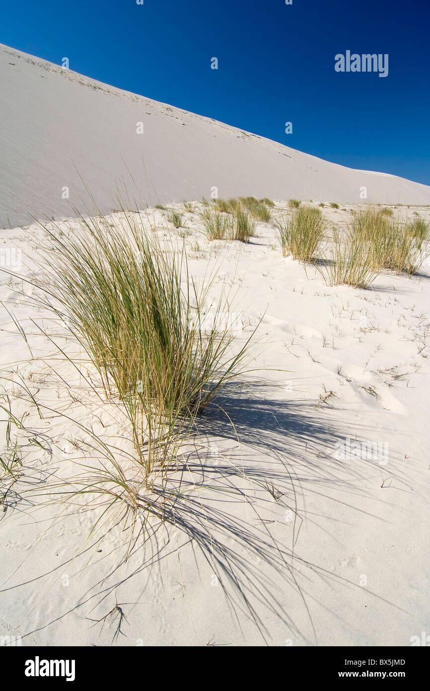 The landscape on desert Leba - Poland Stock Photo - Alamy