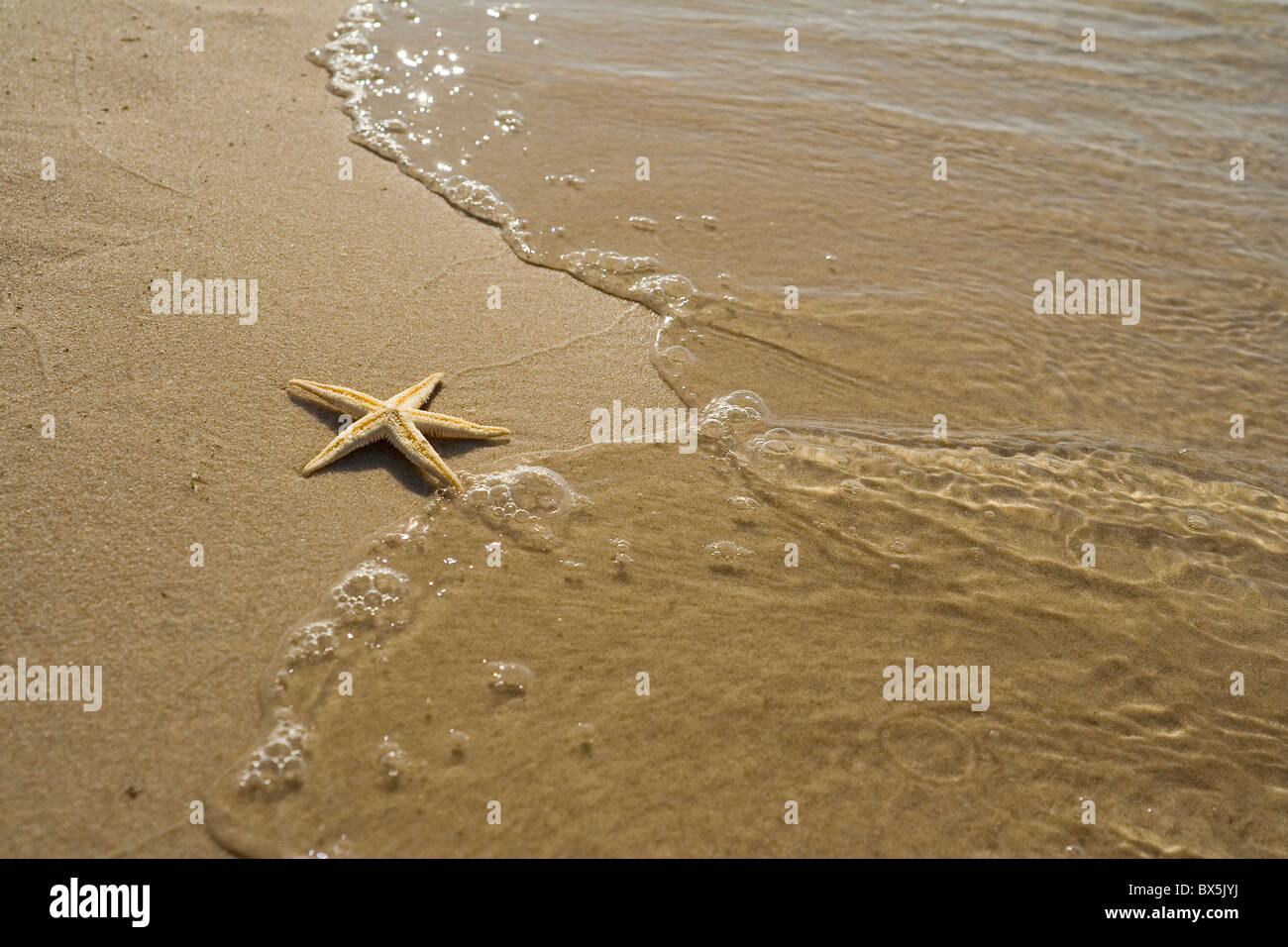 the starfish on the beach Stock Photo