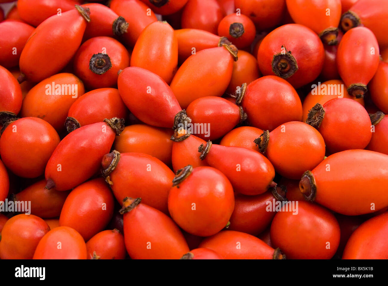 the rose hip background Stock Photo - Alamy