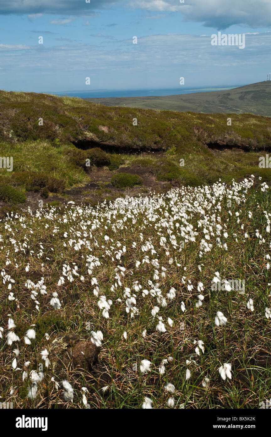 dh Common cottongrass SEDGES UK Eriophorum angustifolium peat hillside