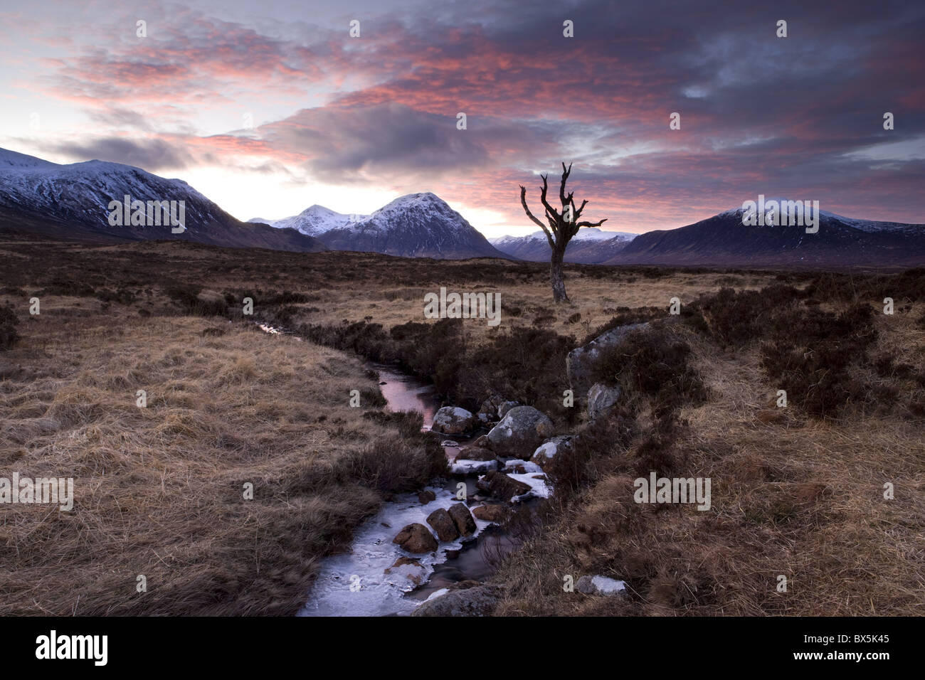 Winter view of Rannoch Moor at sunset with dead tree, frozen stream and snow-covered mountains in the distance, Scotland, UK Stock Photo