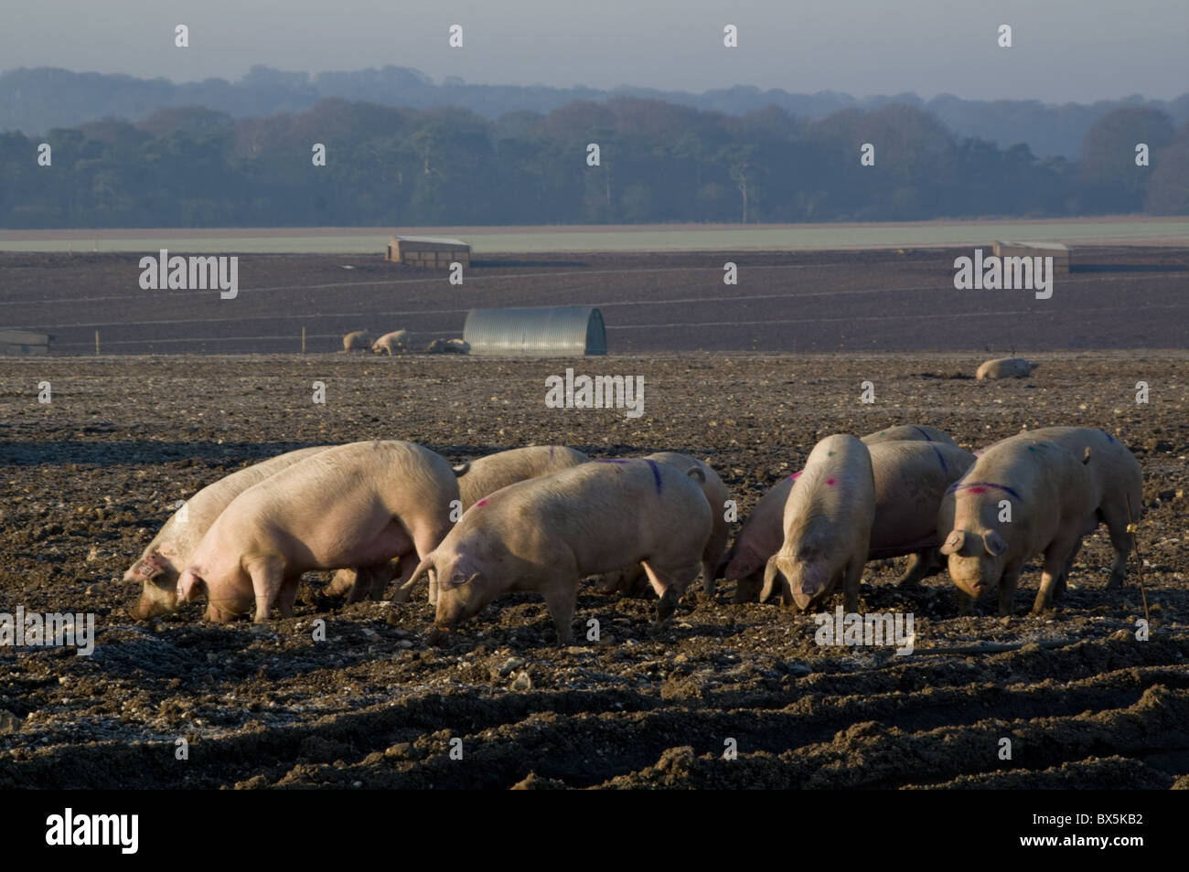 Free range pig farming, Wiltshire, England, United Kingdom, Europe Stock Photo