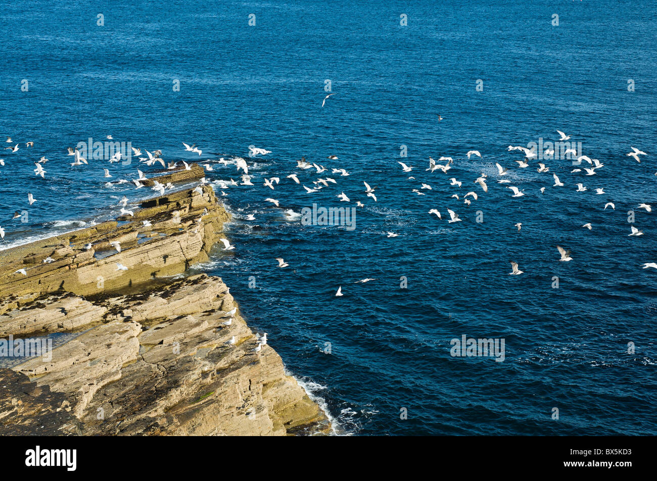 dh Scottish coast birds SEAGULLS SCOTLAND British Flock of seabirds flying off cliff uk orkney north isles sea Stock Photo