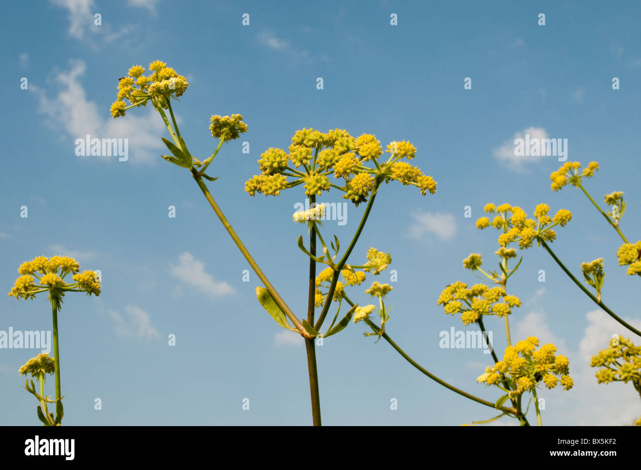 Fennel flower hi-res stock photography and images - Alamy