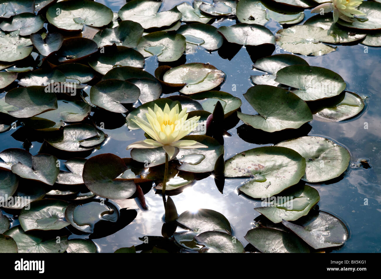 Water lily, Nymphaea odorata Ait. 'Sulfurea' Stock Photo