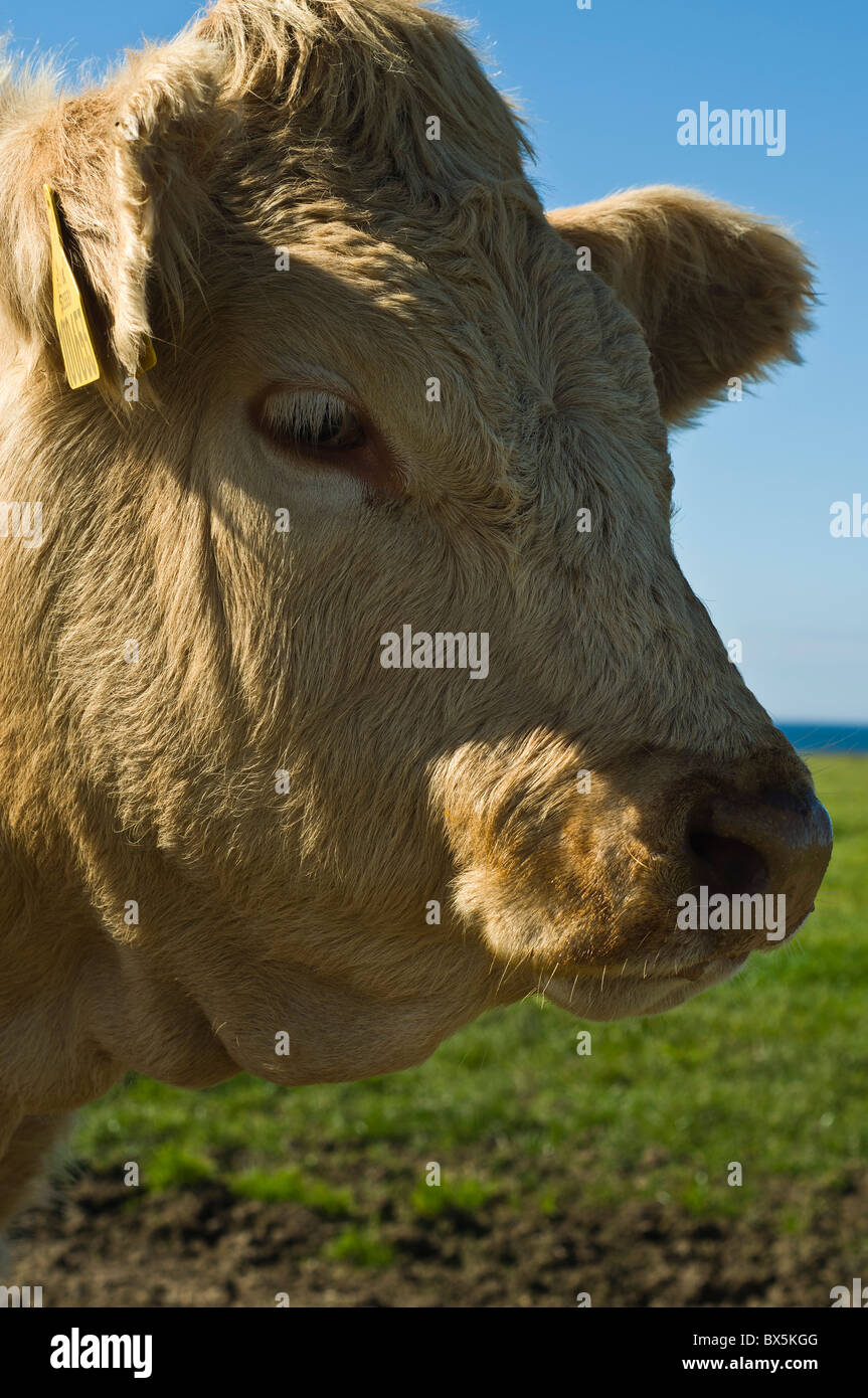 dh Farming ANIMAL ORKNEY Close up beef cow head only face uk cows