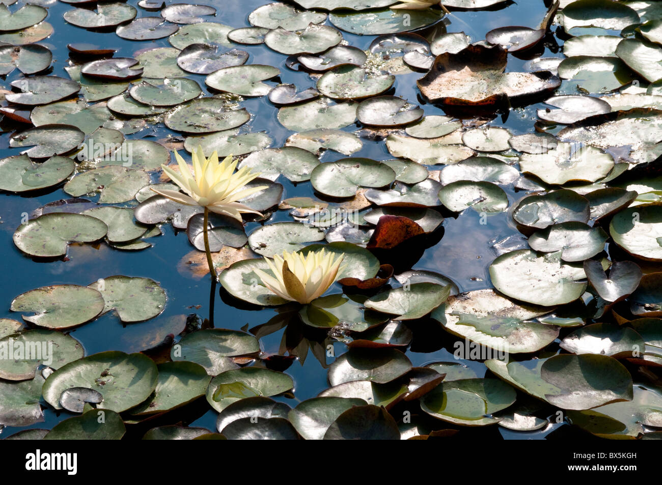 Water lily, Nymphaea odorata Ait. 'Sulfurea' Stock Photo