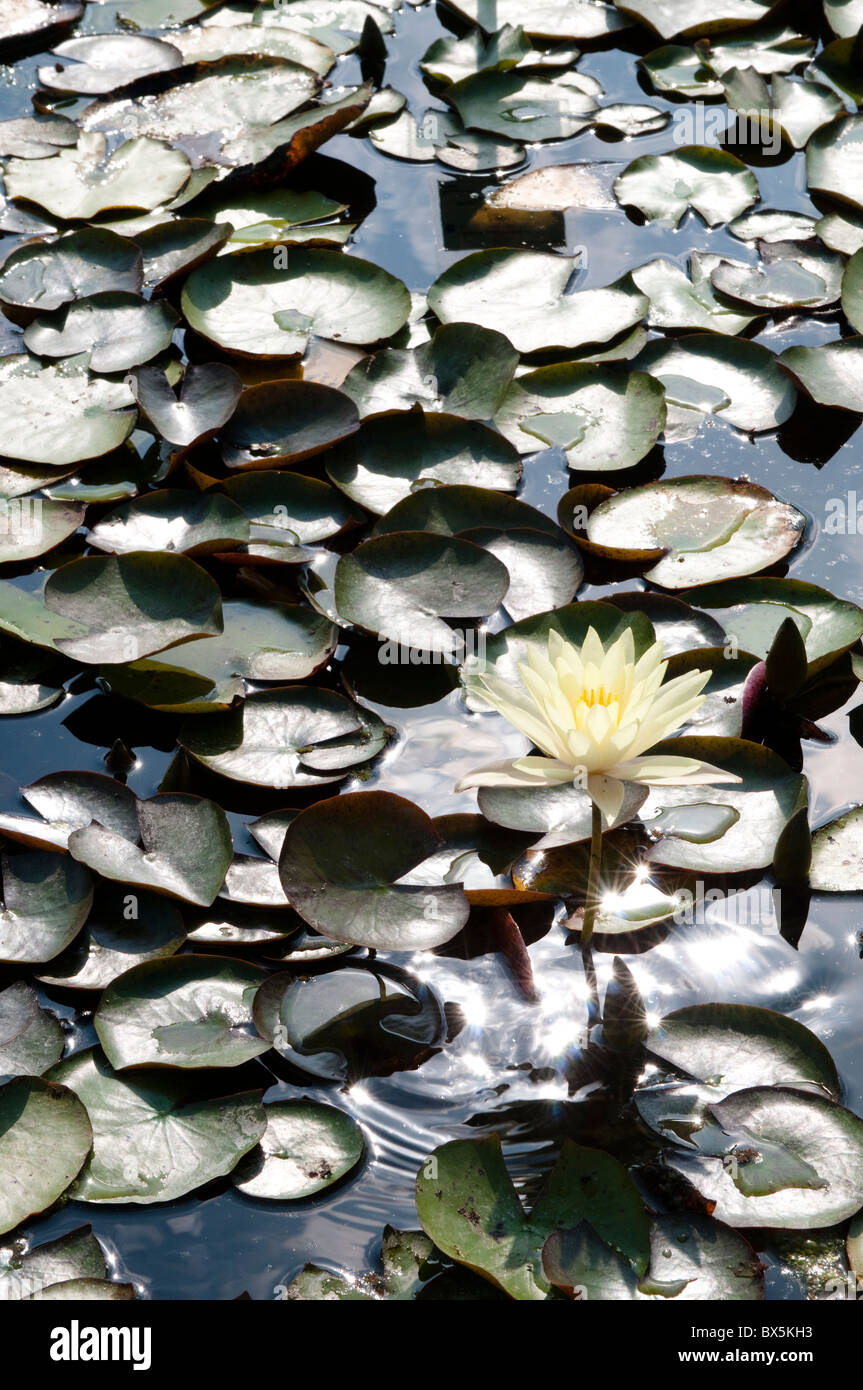 Water lily, Nymphaea odorata Ait. 'Sulfurea' Stock Photo