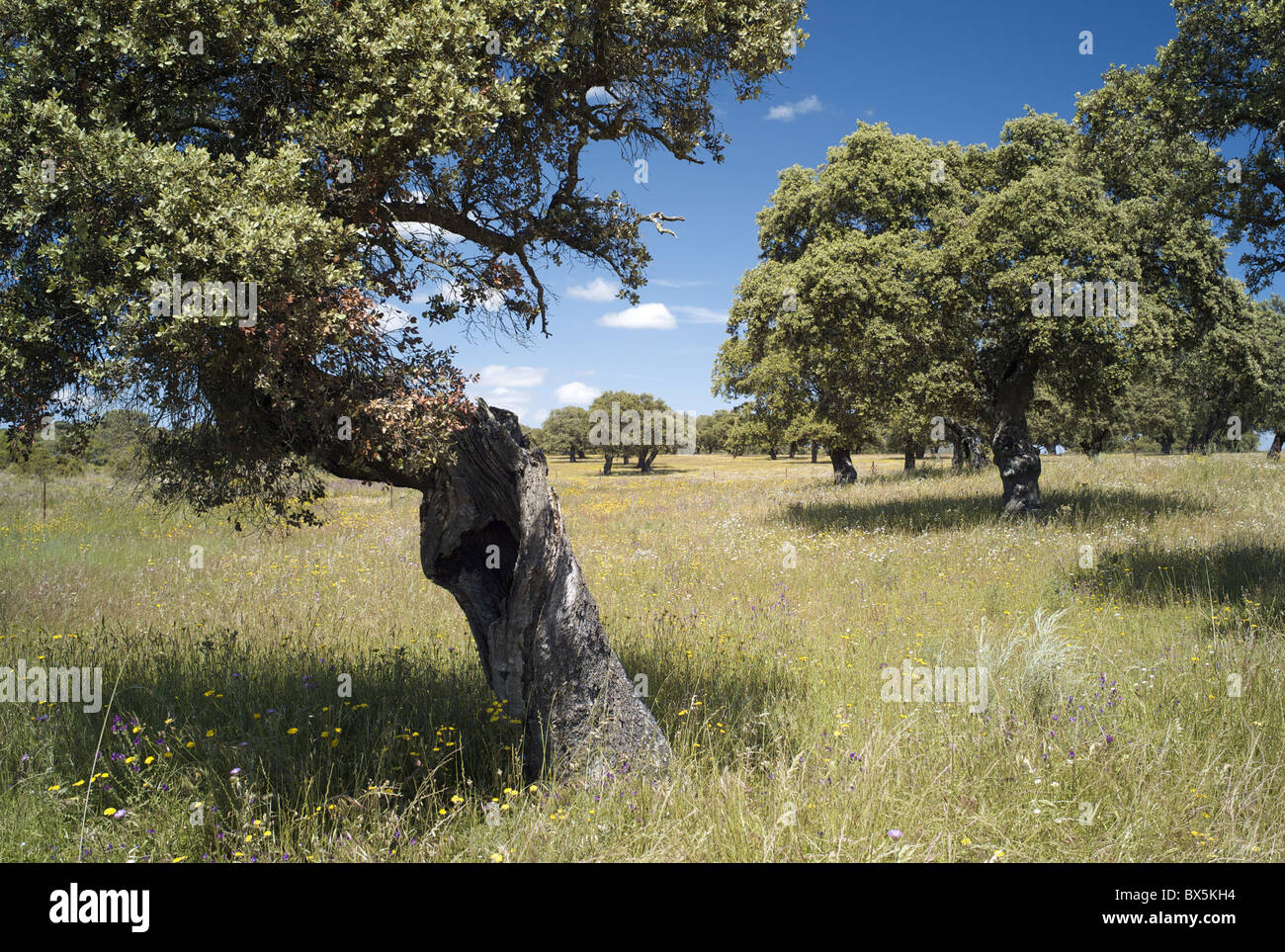 Oak trees of the dehesa near Jaraiceijo, Extremadura, Spain, Europe Stock Photo