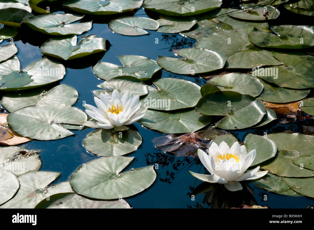Water lily, Nymphaea alba L. Stock Photo
