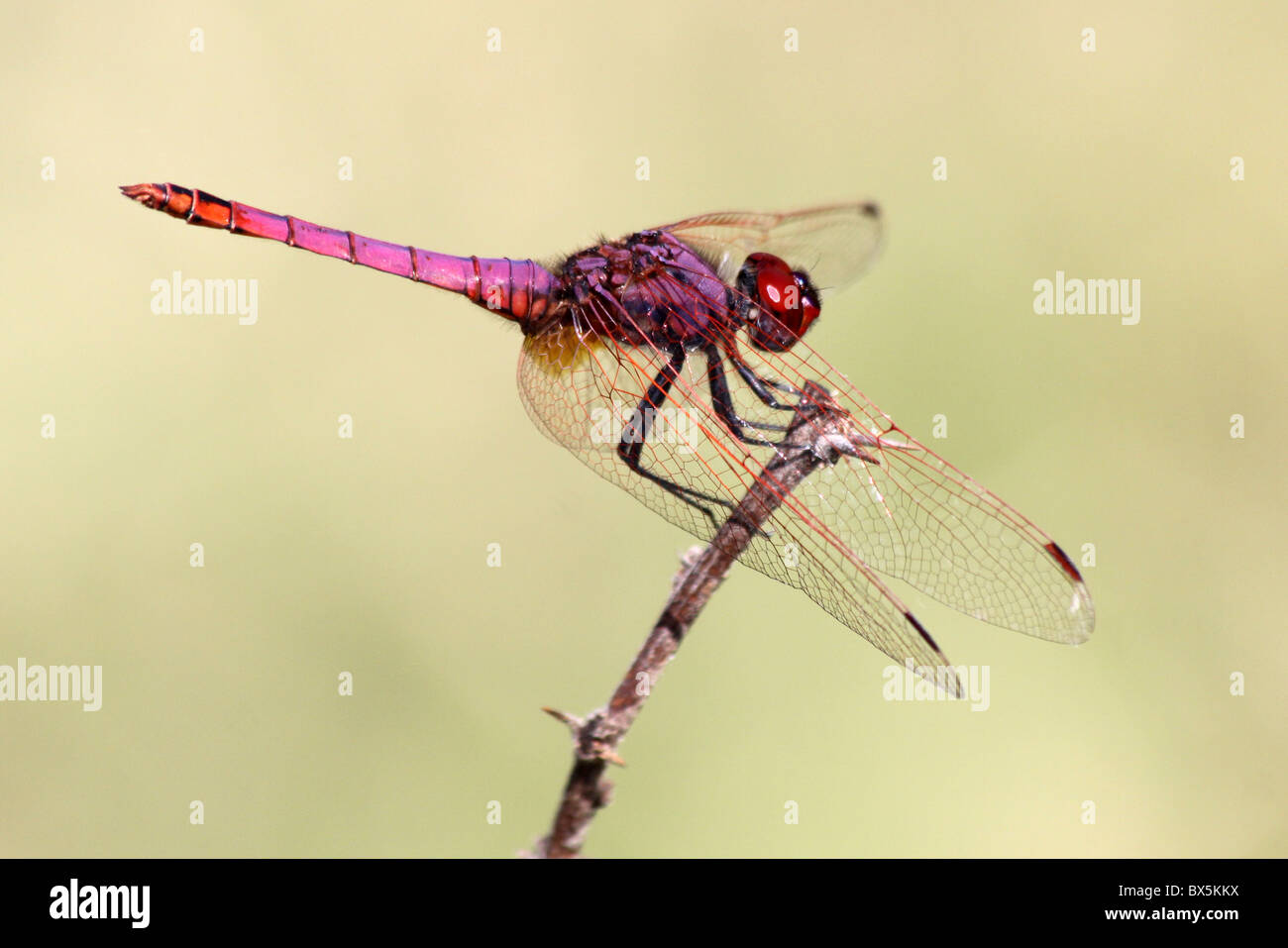 Male Violet Dropwing Trithemis annulata Taken at Lake Chamo, Ethiopia Stock Photo