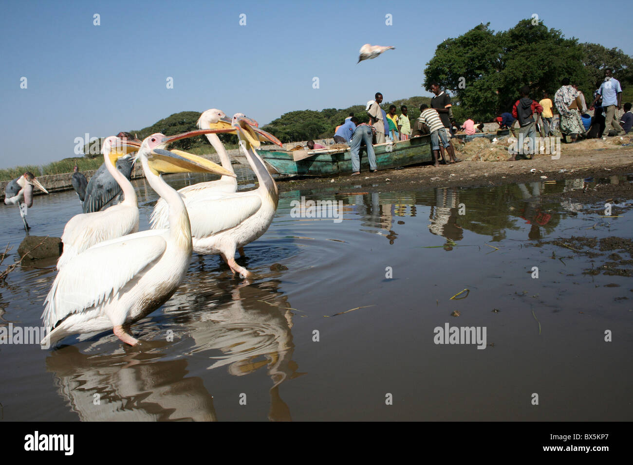 Great White Pelican Pelecanus onocrotalus Being Thrown Pieces Of Fish, Lake Awasa Ethiopia Stock Photo