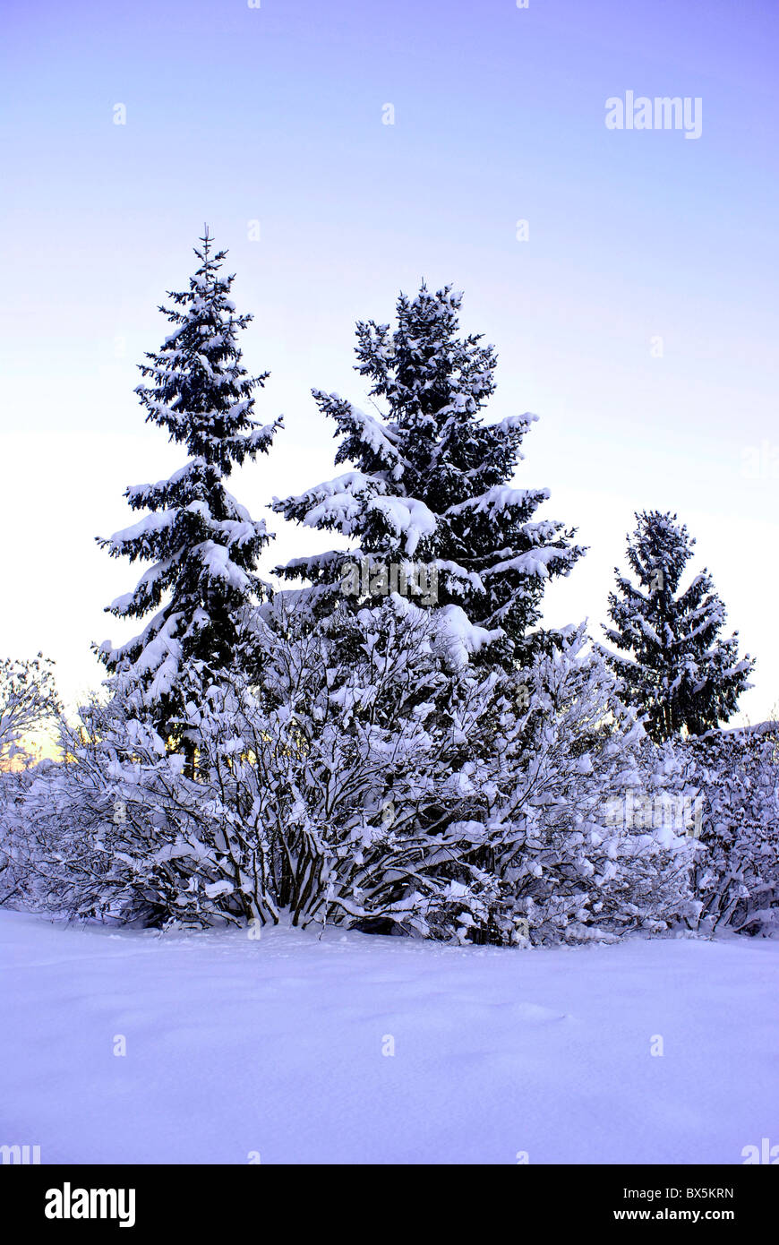 conifer forest in winter with snow Stock Photo