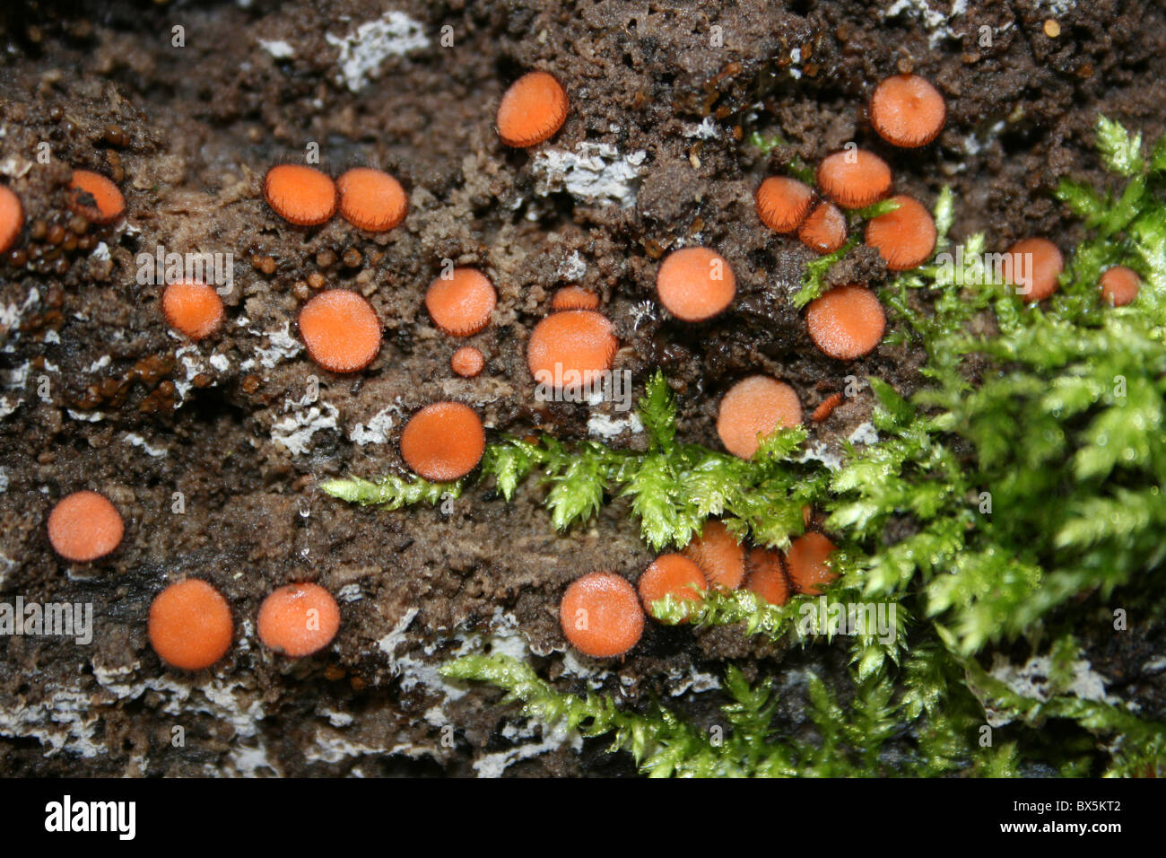 Eyelash Fungi Scutillinia scutellata On A Fallen Log At Wigan Flashes Nature Reserve, UK Stock Photo