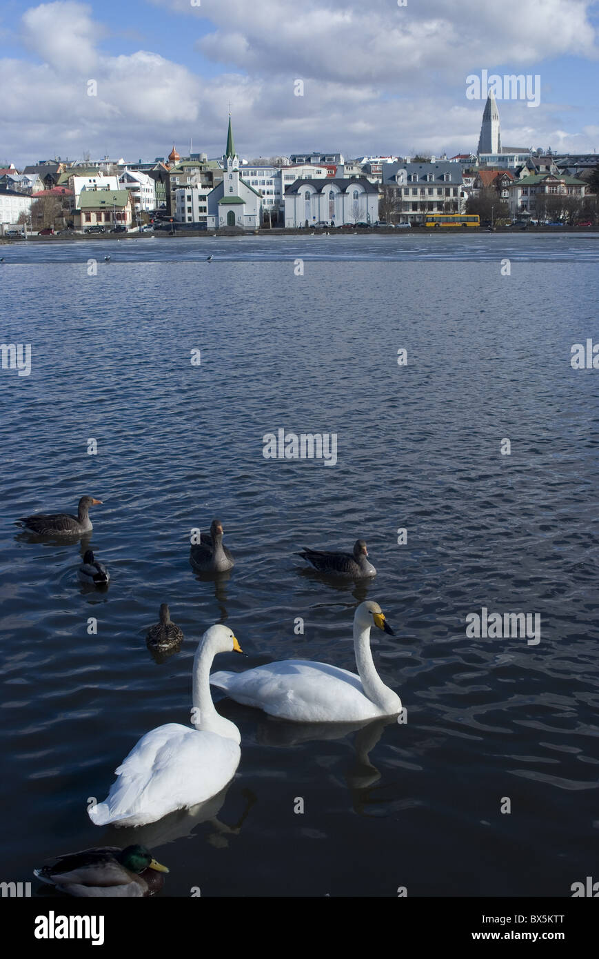 Swans and geese in Tjornin (pond), with city behind, Reykjavik, Iceland, Polar Regions Stock Photo