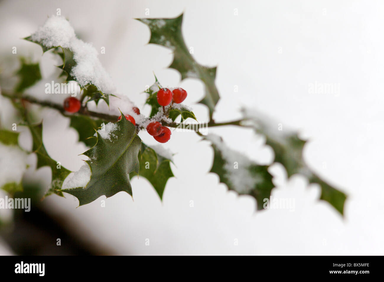 Holly and red berries covered in snow Stock Photo - Alamy