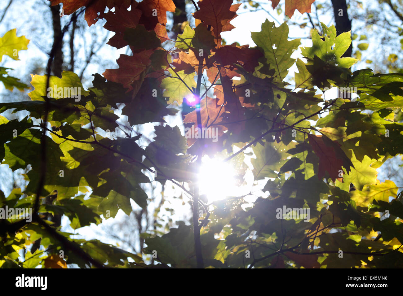 Oak tree leaves hi-res stock photography and images - Alamy