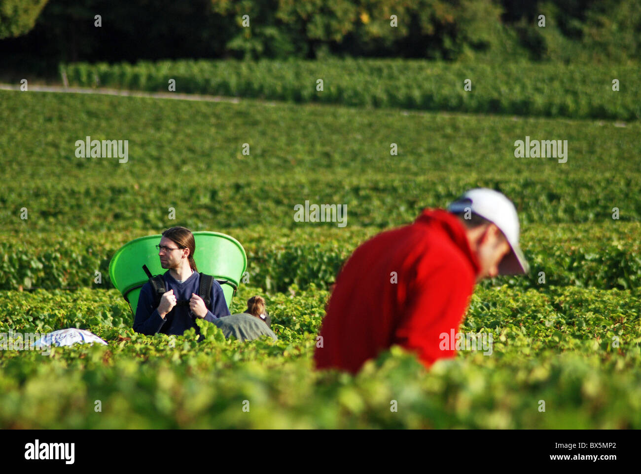 Grape pickers, Puligny-Montrachet, Burgundy, France Stock Photo