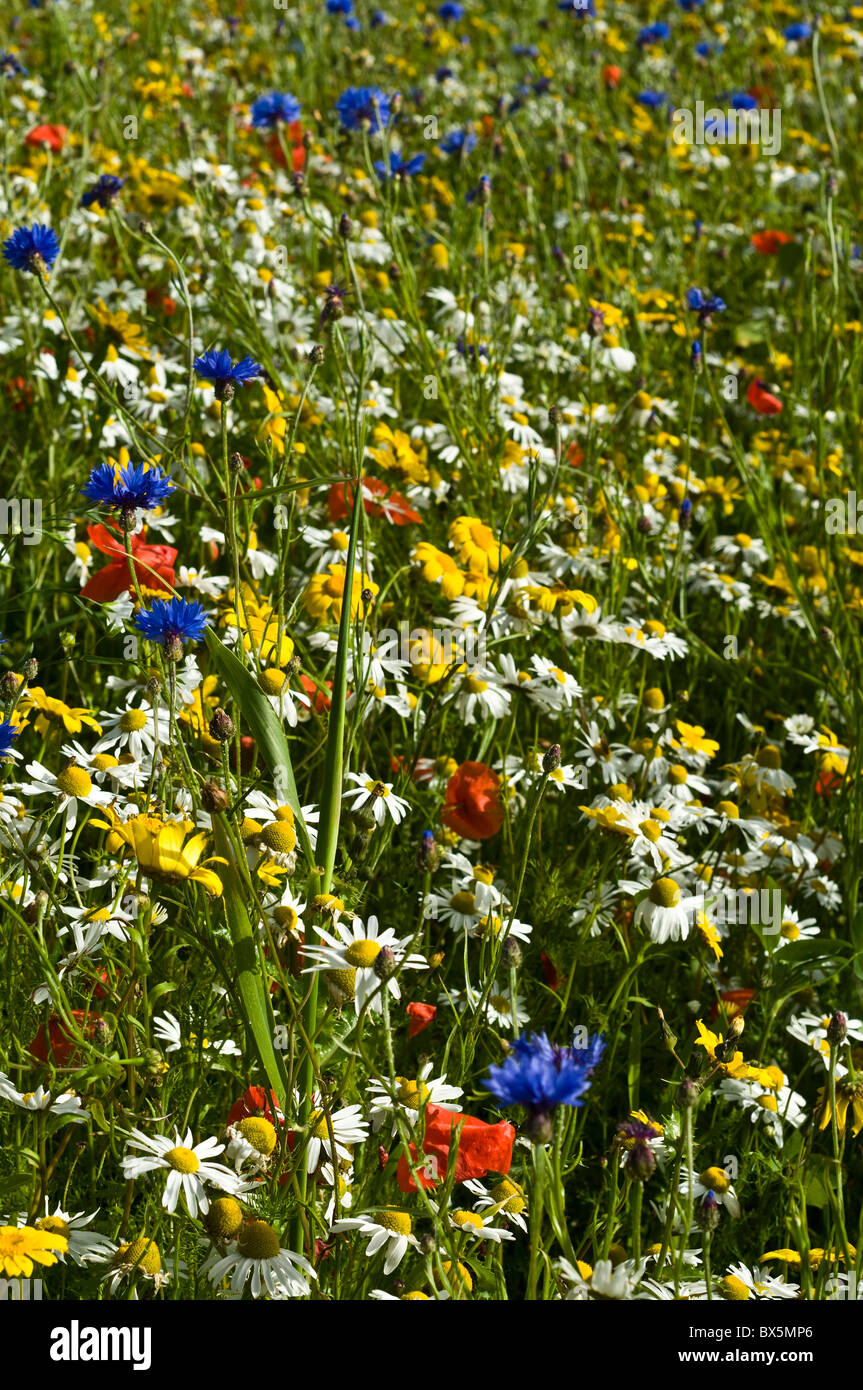 dh WILDFLOWERS UK Wild flowers on RSPB nature reserve Stock Photo Alamy
