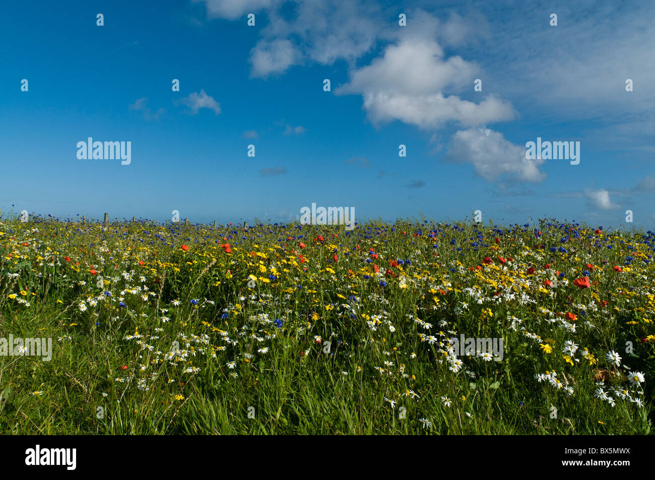 dh  EGILSAY ORKNEY Wild flowers on RSPB nature reserve Stock Photo