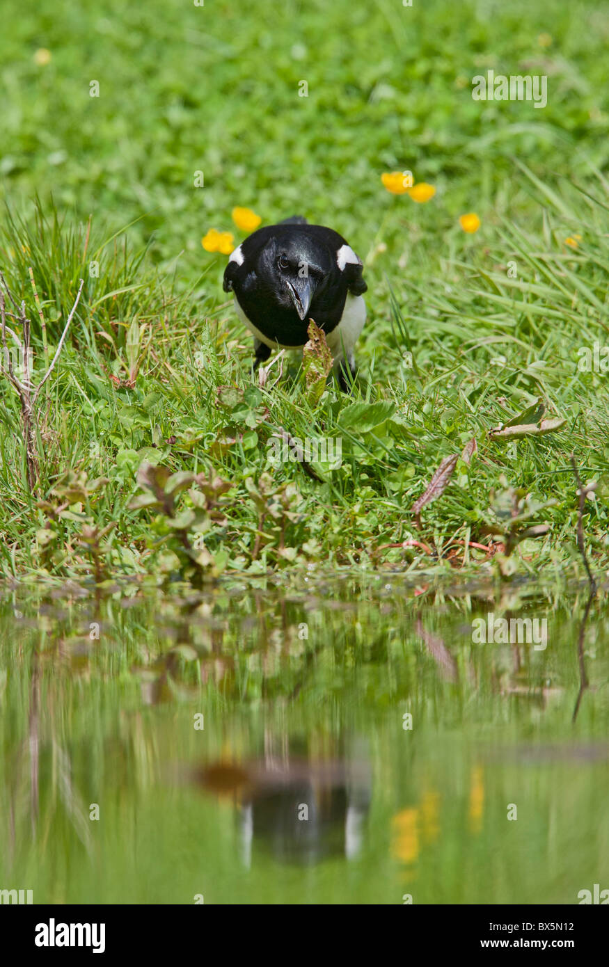 Magpie ( pica pica ) drinking from pond Stock Photo