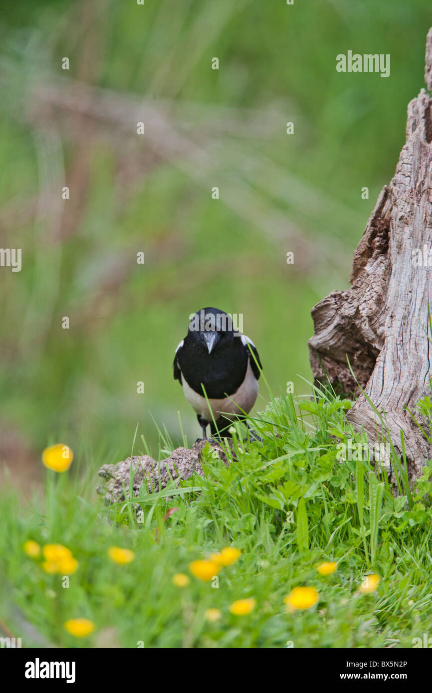 Magpie ( pica pica ) on stump in meadow Stock Photo