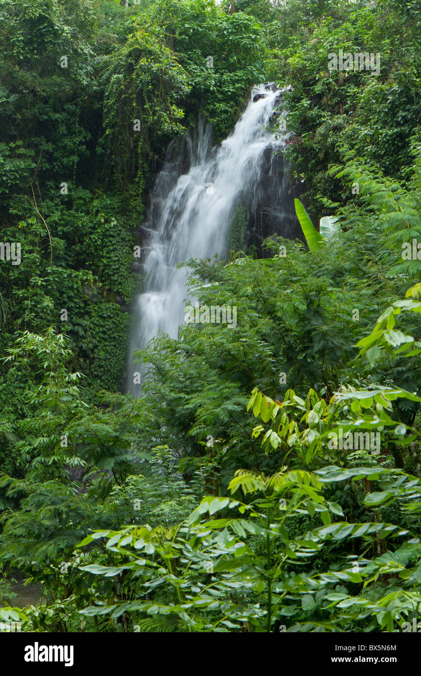 waterfall in rainforest, Bali, Indonesia Stock Photo