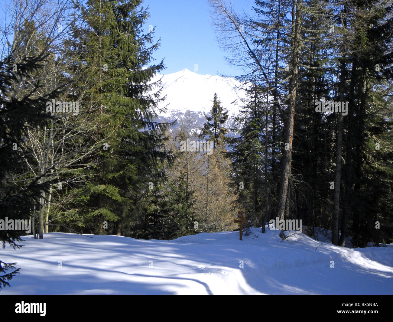 winter landscape with snow and pine trees Stock Photo - Alamy