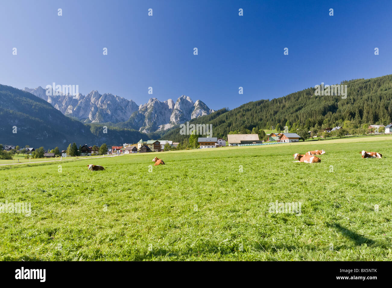 Jersey cow grazing hi-res stock photography and images - Alamy