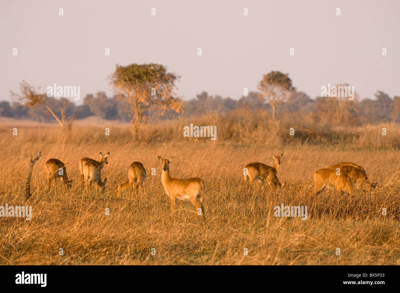 Puku, Busanga Plains, Kafue National Park, Zambia, Africa Stock Photo