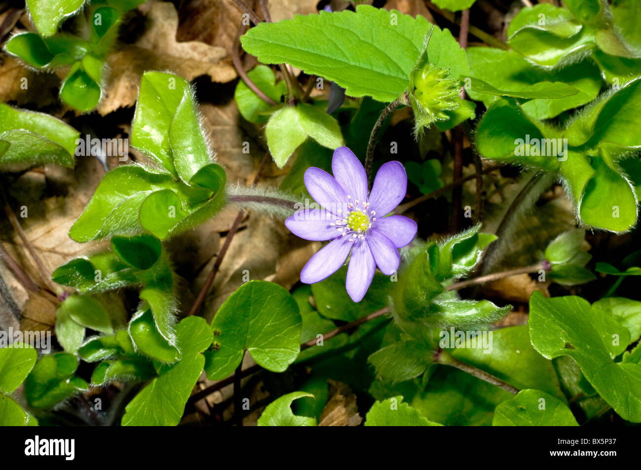 Wild flower in the woods in April. Stock Photo