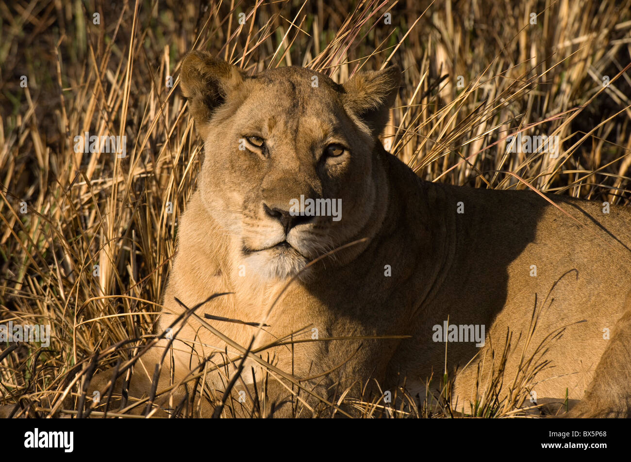 Lioness, Busanga Plains, Kafue National Park, Zambia, Africa Stock Photo