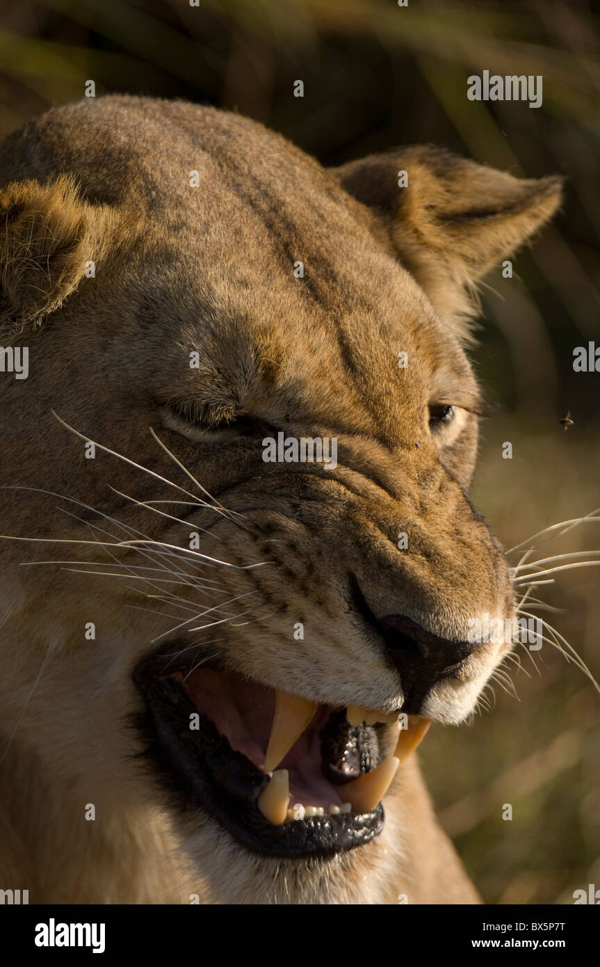 Lioness, Busanga Plains, Kafue National Park, Zambia, Africa Stock Photo