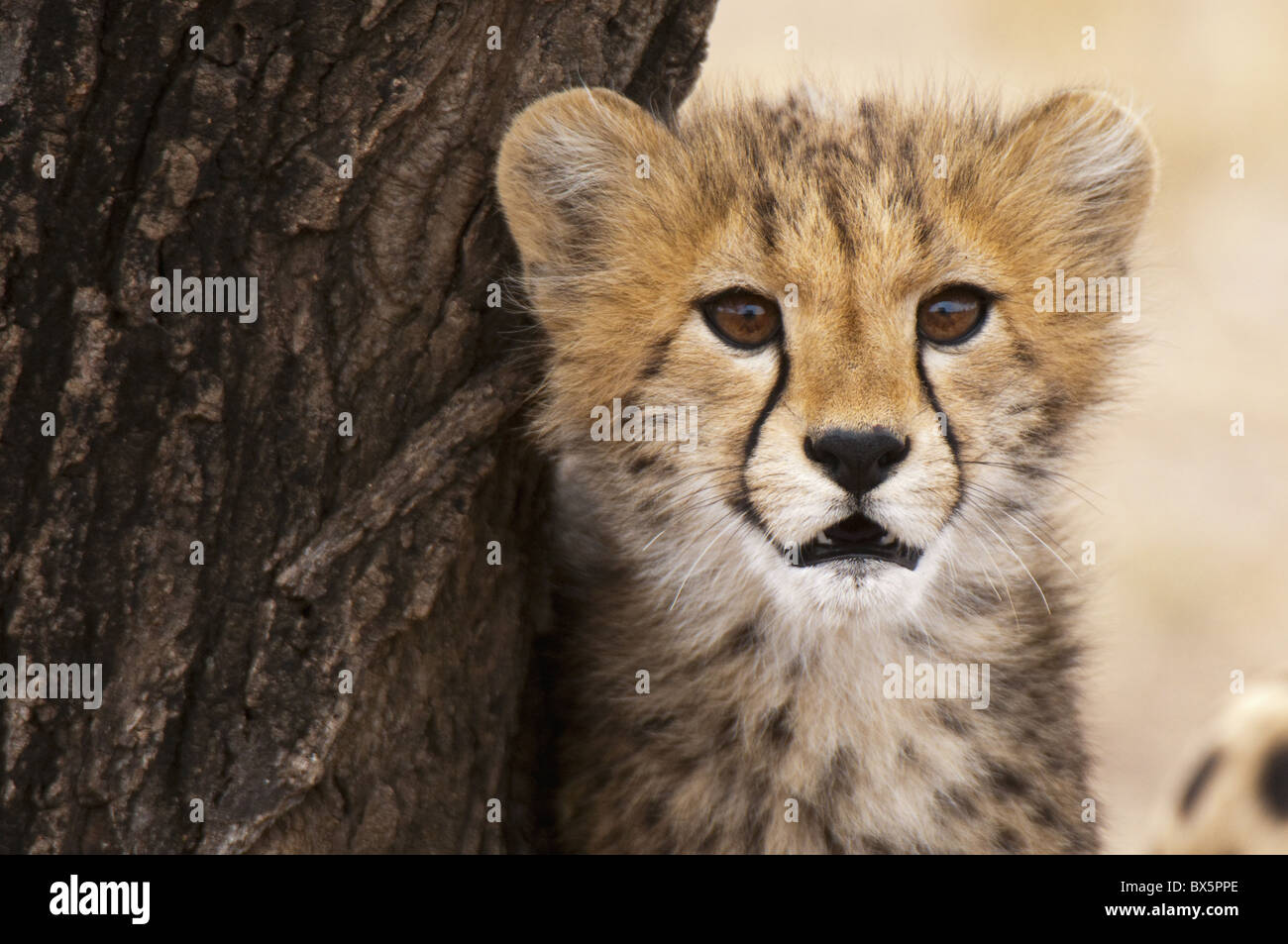 Cheetah (Acinonyx jubatus) cub, Masai Mara, Kenya, East Africa, Africa Stock Photo