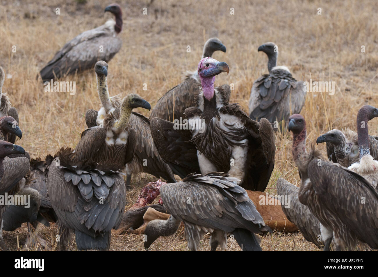 Vultures eating Topi, Masai Mara, Kenya, East Africa, Africa Stock Photo