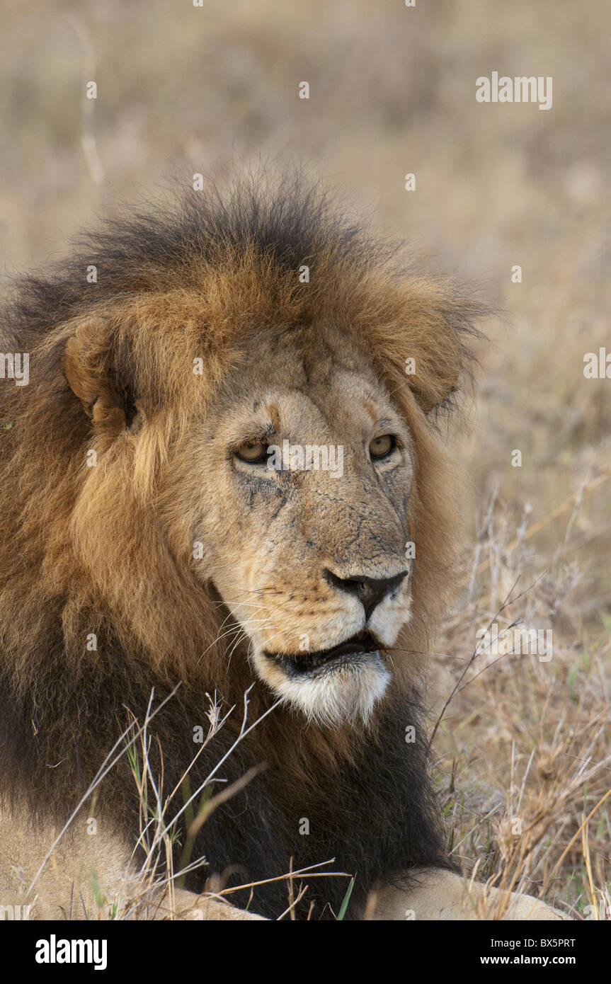 Lion (Panthera leo), Masai Mara, Kenya, East Africa, Africa Stock Photo ...