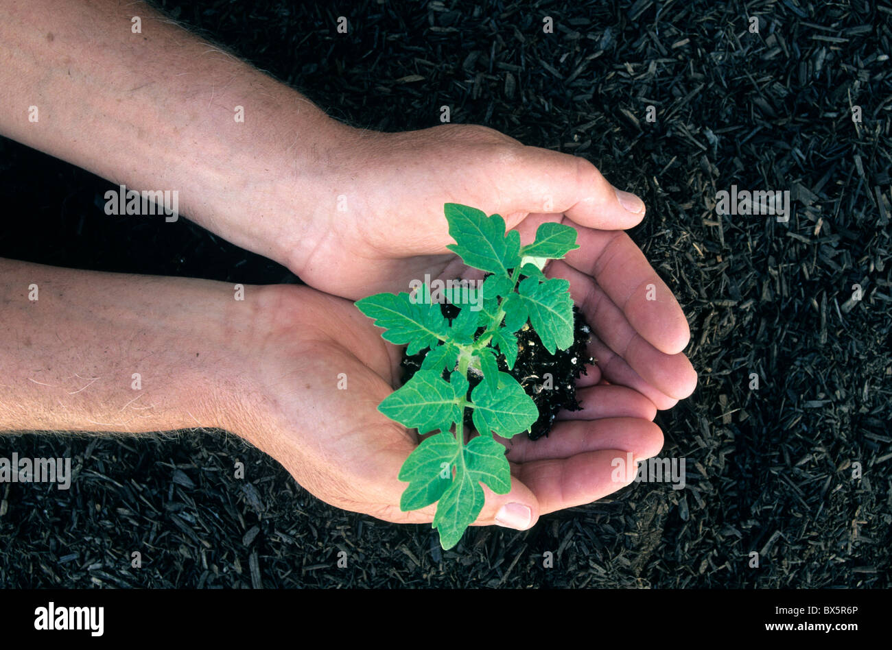 Hands holding young 'tomato' plant Stock Photo - Alamy