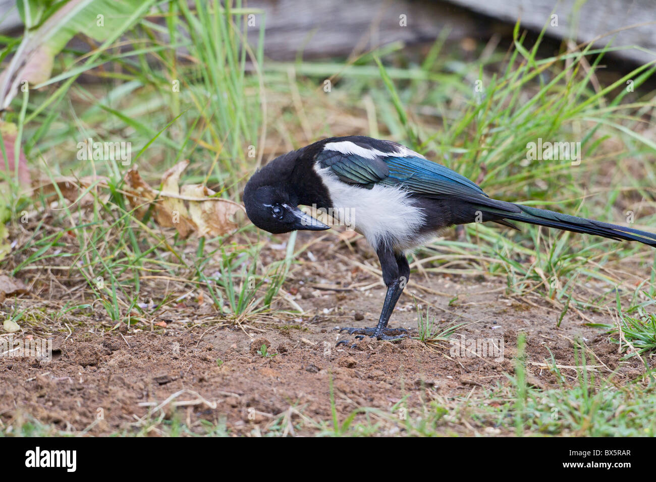 Magpie ( pica pica ) in meadow ant bathing Stock Photo