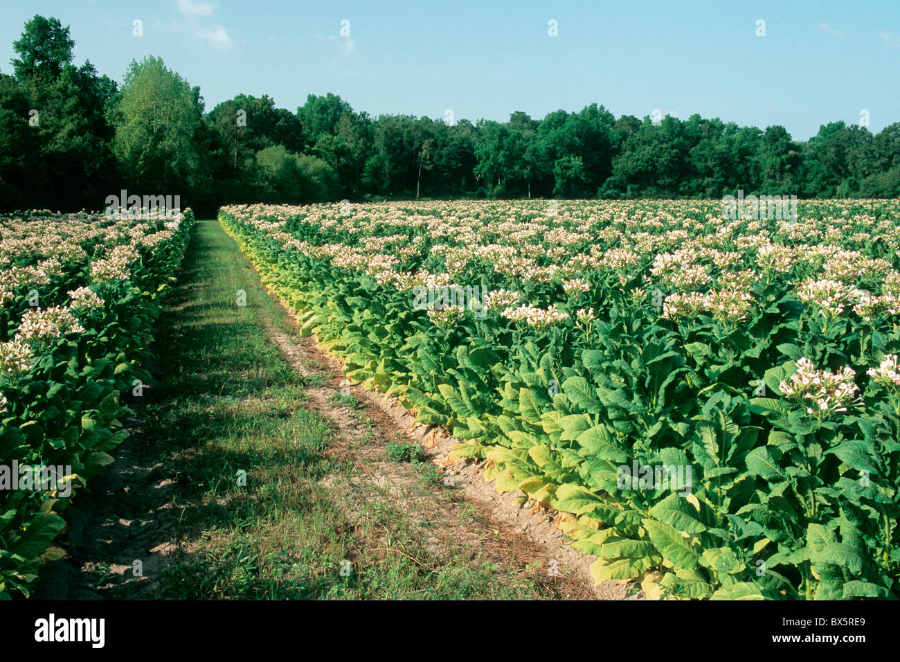 Tobacco 'NC71' field flowering, Stock Photo