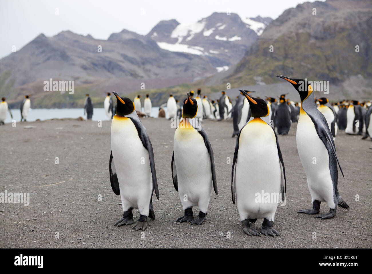 King penguins (Aptenodytes patagonicus), Gold Harbour, South Georgia, Antarctic, Polar Regions Stock Photo