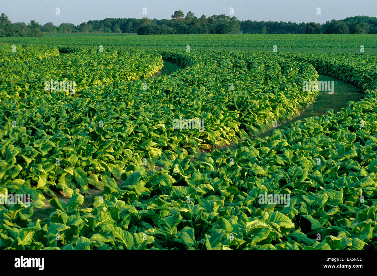Tobacco 'NC71' field, sled roads, first morning light, Stock Photo
