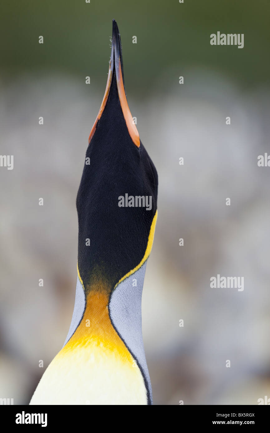 King penguin (Aptenodytes patagonicus), Gold Harbour, South Georgia ...