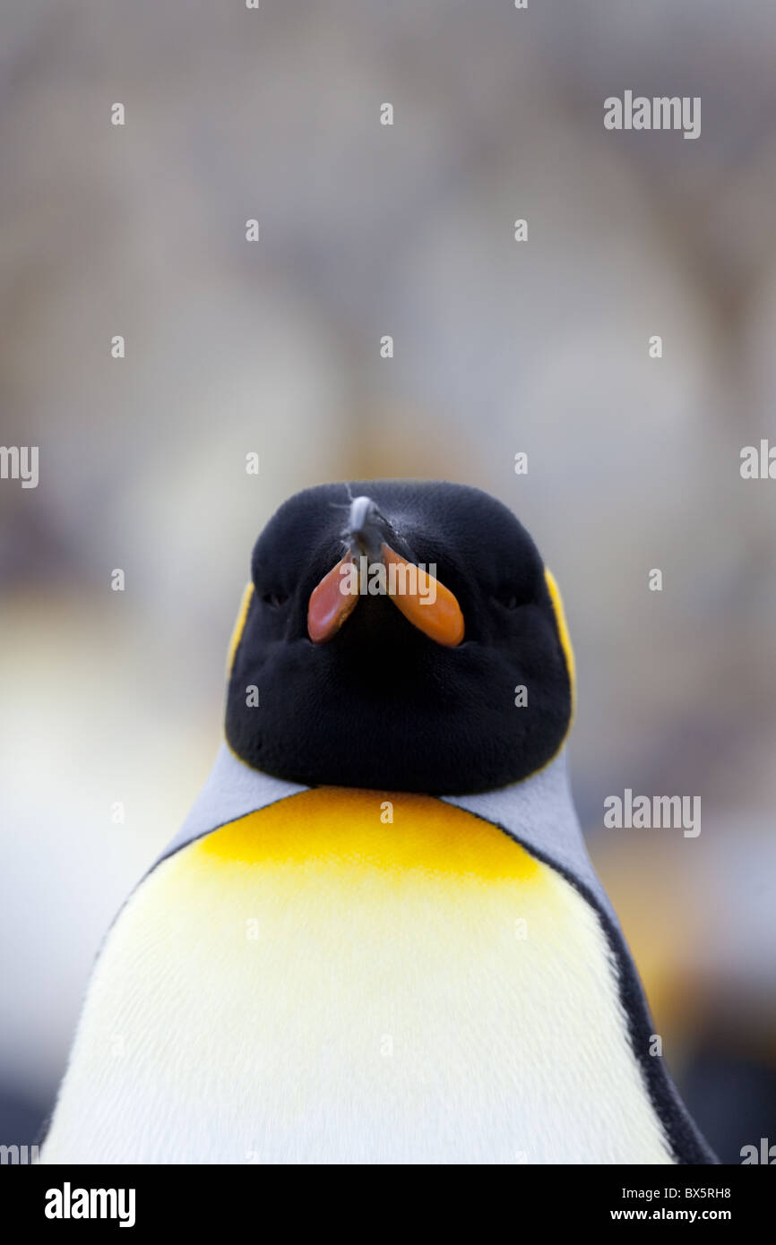 King penguin (Aptenodytes patagonicus), Gold Harbour, South Georgia, Antarctic, Polar Regions Stock Photo