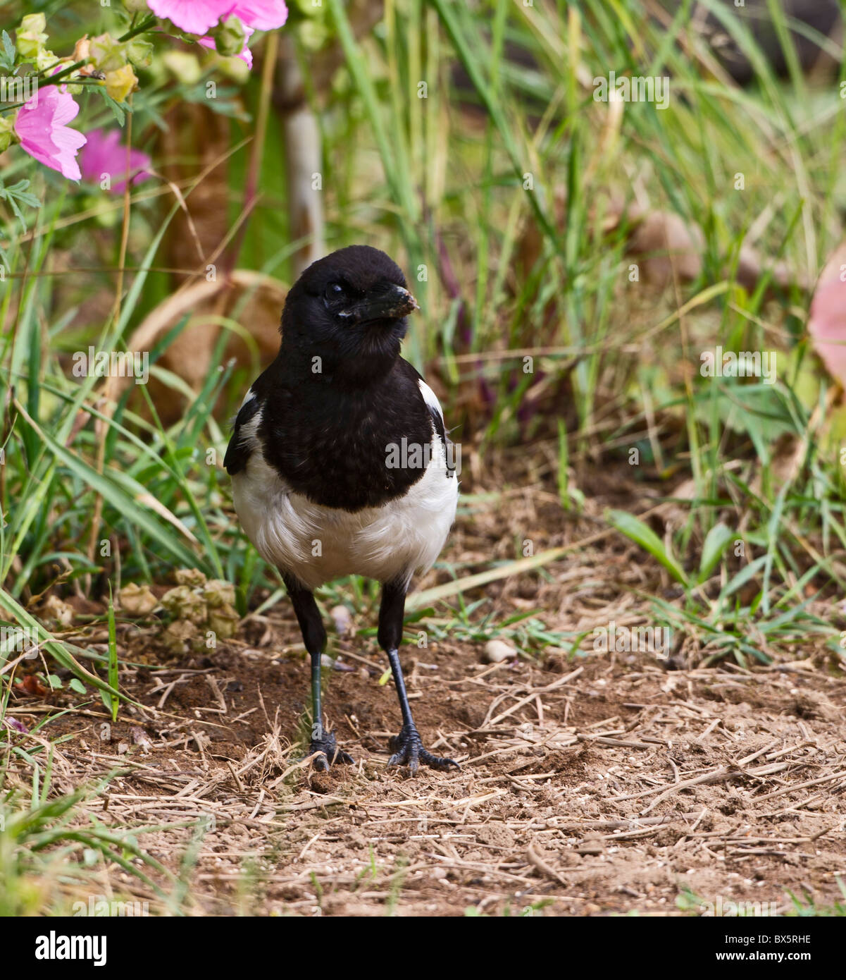 Magpie ( pica pica ) in meadow Stock Photo
