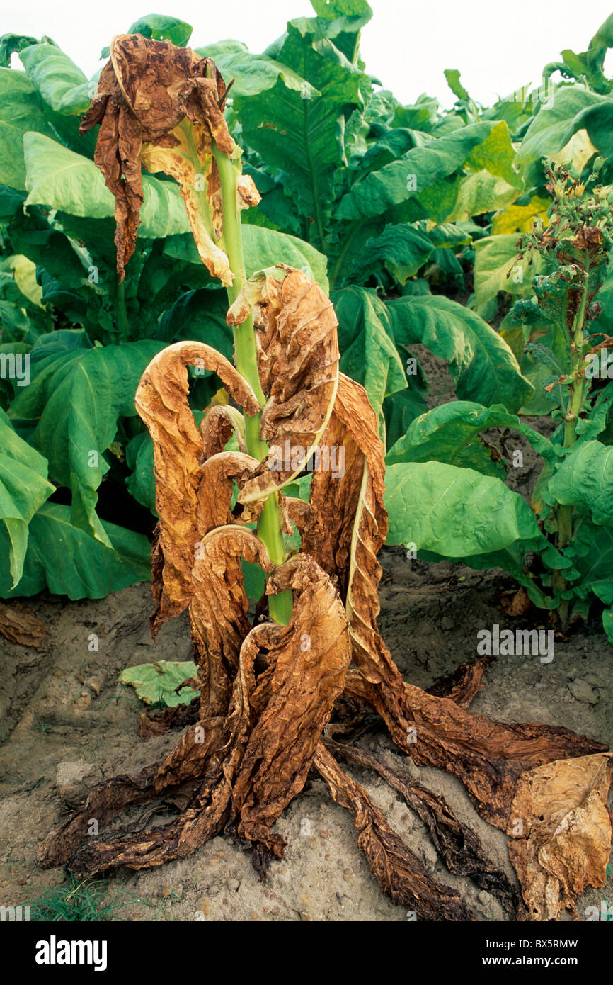 Tobacco 'NC71' plant infected by 'Black Shank' disease, Stock Photo